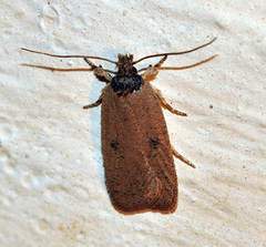 Agonopterix subpropinquella