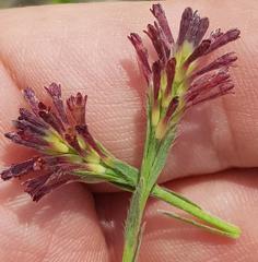 Gnidia gymnostachya
