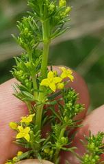 Galium capense