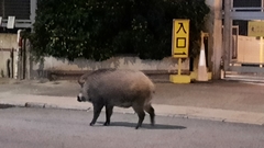 Sus scrofa moupinensis