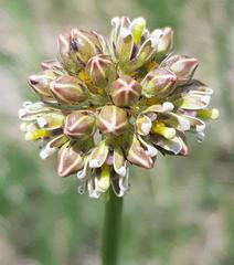 Cordylogyne globosa