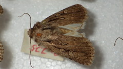 Dichagyris signifera