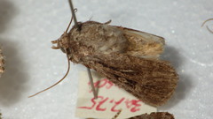 Dichagyris signifera