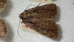Dichagyris signifera