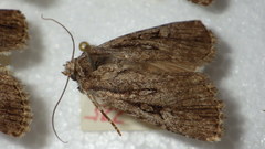 Dichagyris signifera