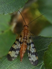 Panorpa mirabilis