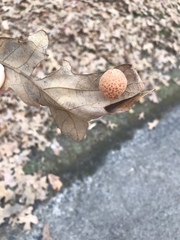 Atrusca quercuscentricola