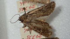 Dichagyris signifera