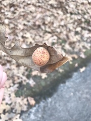 Atrusca quercuscentricola