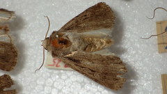 Dichagyris signifera