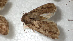 Dichagyris signifera