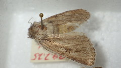 Dichagyris signifera