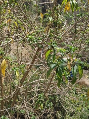 Lycianthes lycioides