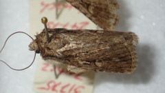 Dichagyris signifera