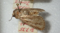 Dichagyris signifera