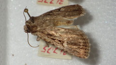 Dichagyris signifera