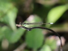 Ischnura posita acicularis