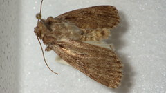 Dichagyris signifera