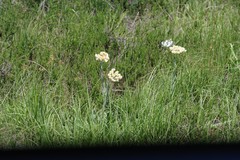 Helichrysum cephaloideum