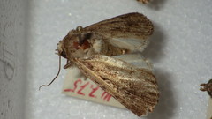 Dichagyris signifera