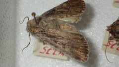 Dichagyris signifera