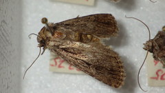 Dichagyris signifera