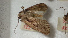 Dichagyris signifera