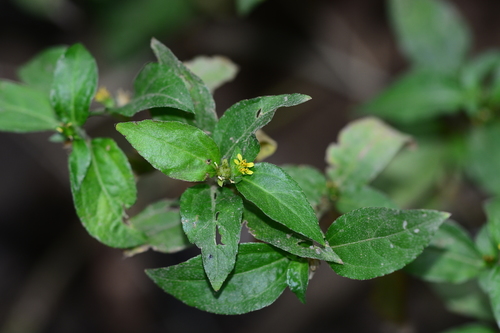 Nodeweed