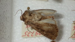 Dichagyris signifera