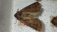 Dichagyris signifera