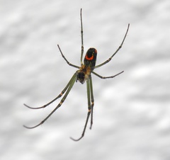 Leucauge