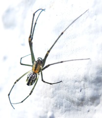Leucauge