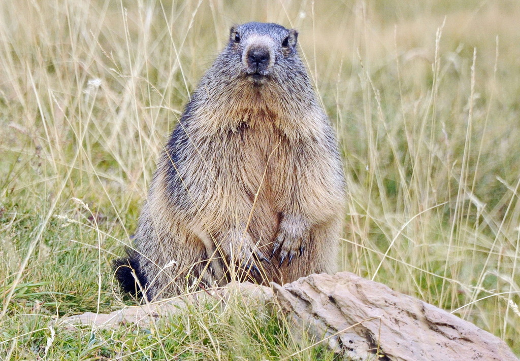 Alpine Marmot (Megafauna Parks (W Palearctic)) · iNaturalist