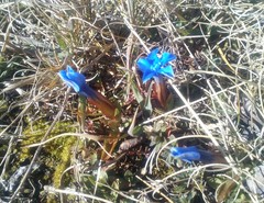 Gentiana verna