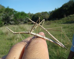 Tetanorhynchini