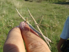 Tetanorhynchini
