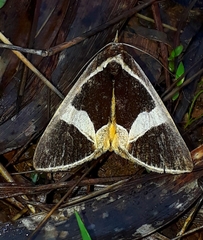 Fodina stola
