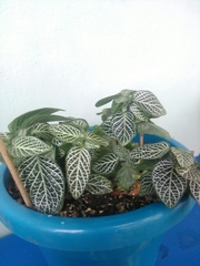 Fittonia