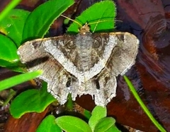 Chiasmia nora