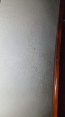 Penicillium digitatum