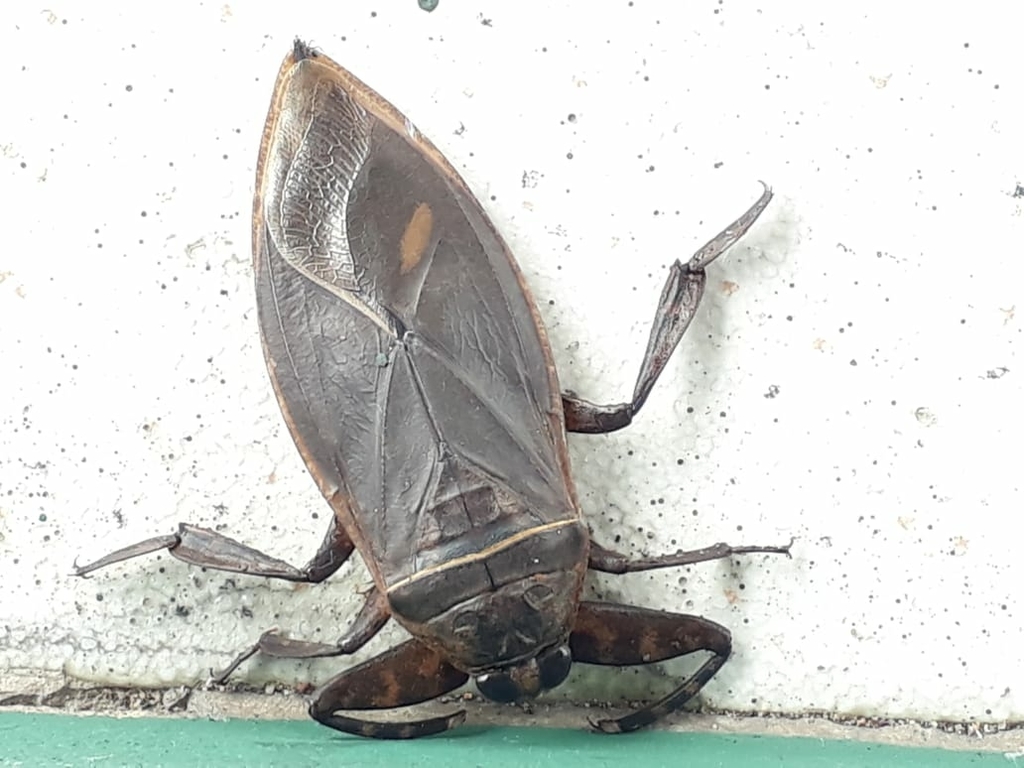 Lethocerus dilatus