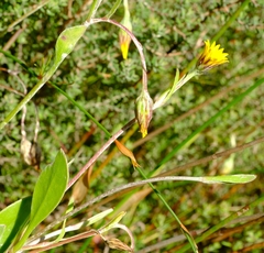 Osteospermum pyrifolium