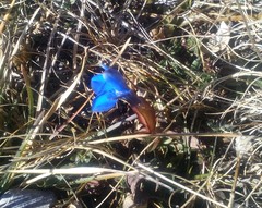 Gentiana verna