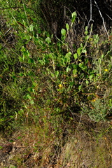 Osteospermum pyrifolium