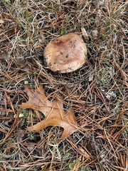 Tricholoma albobrunneum