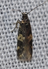 Apatema mediopallidum