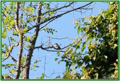 Muscicapa striata striata