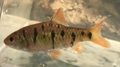 Barbodes semifasciolatus