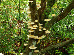 Lentinus squarrosulus