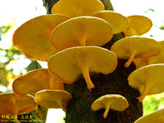 Lentinus squarrosulus